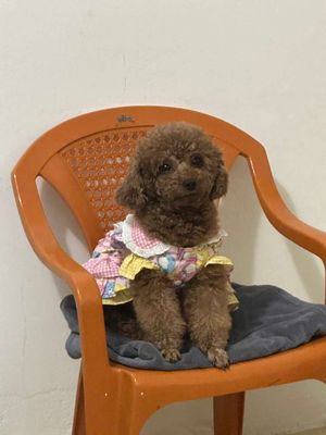 Poodle tiny thuần nâu đỏ bao nhỏ. Mua bán Chó tại Thành phố Buôn Ma Thuột Đắk Lắk được đăng bởi Nguyễn Văn Hòa