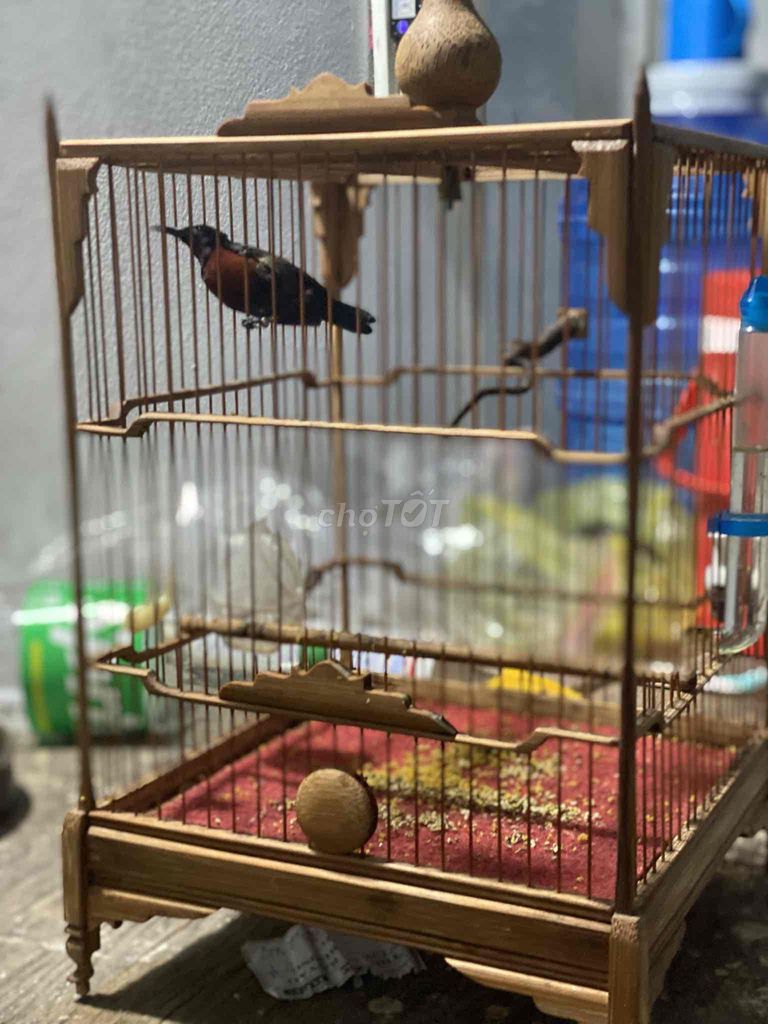tl hoặc gl lòng tròn khuyên hay khuyên