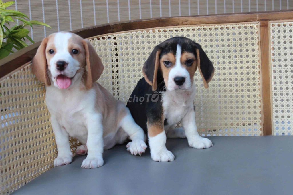 Chó Beagle trông nhà giỏi thông minh. Mua bán Chó tại Thành phố Thủ Đức Tp Hồ Chí Minh được đăng bởi Phạm trung hình 1
