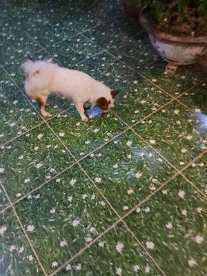Chó nhật. Mua bán Chó tại Quận Tân Phú Tp Hồ Chí Minh được đăng bởi Trung