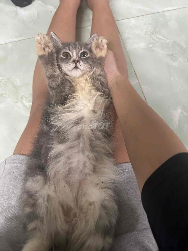 Mèo ALD Tabby nhà trồng form to