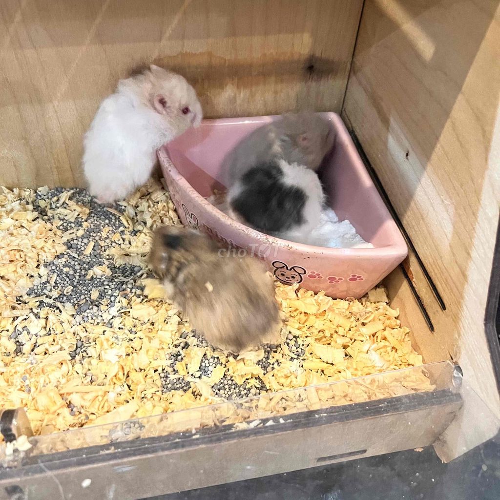 hamster bear lông xù. Mua bán Thú cưng khác tại Quận Tây Hồ Hà Nội được đăng bởi Trần Kiều Trang hình 1