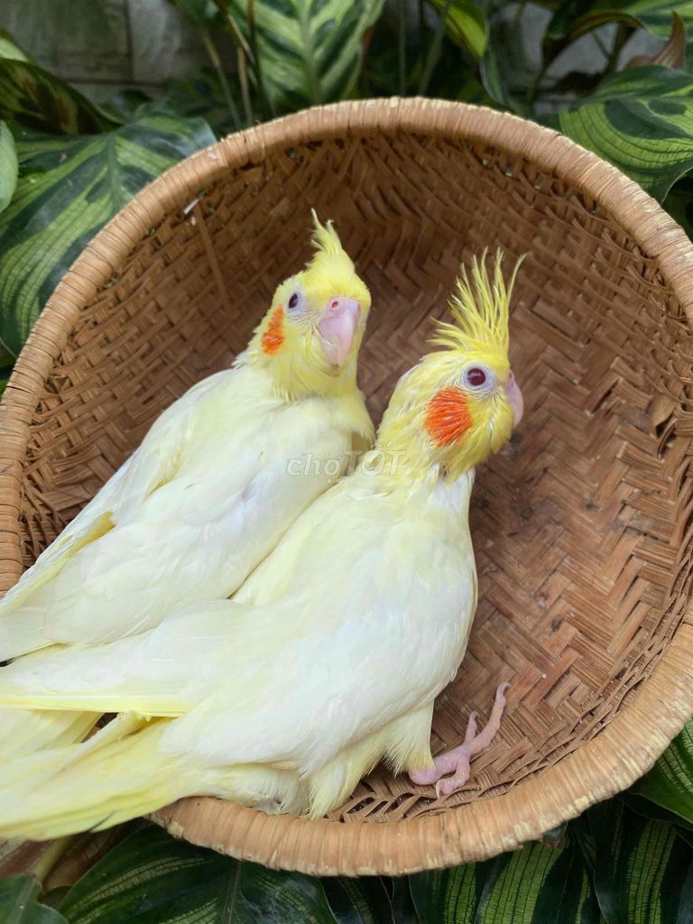 vẹt cockatiel. Mua bán Chim tại Huyện Hóc Môn Tp Hồ Chí Minh được đăng bởi  86 hình 1