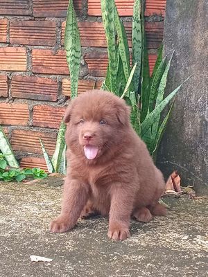 Chó xù bắc hà. Mua bán Chó tại Huyện Xuân Lộc Đồng Nai được đăng bởi Lê Hoàng Huy