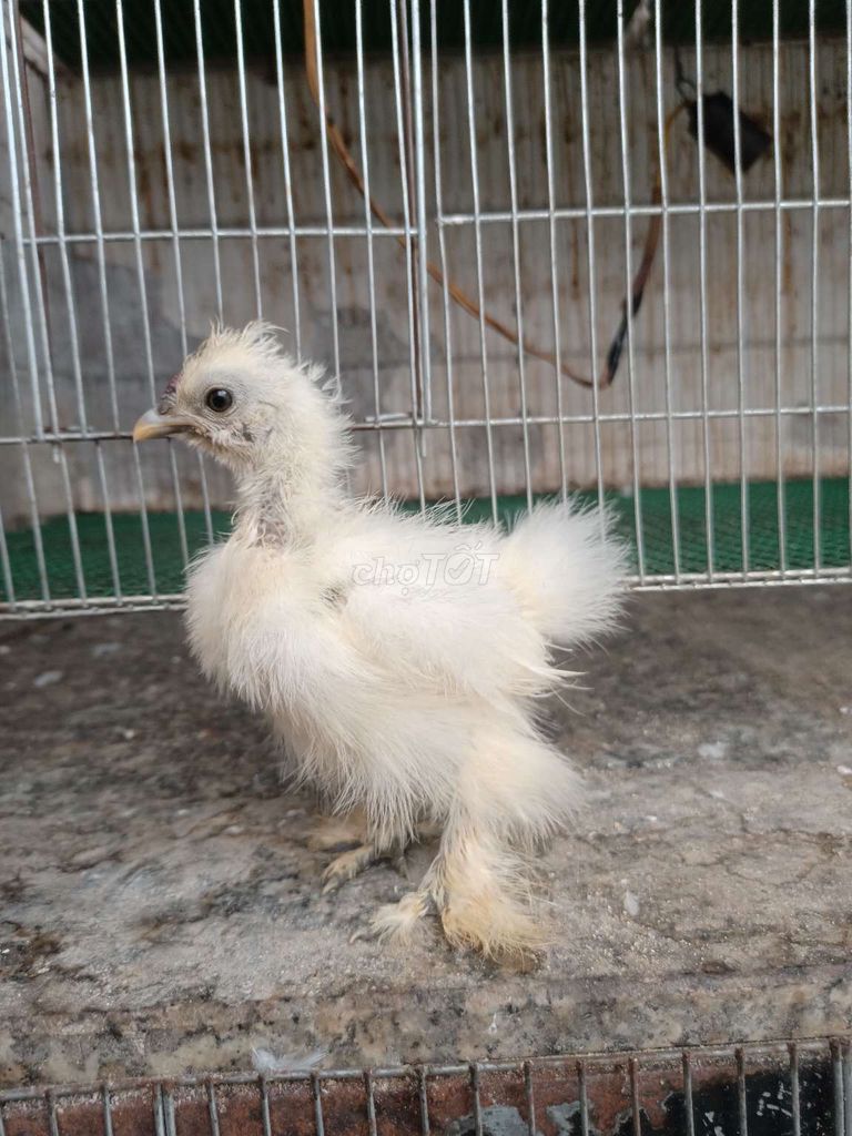 Silkie (gà lông chó, gà bông gòn) 2 tháng