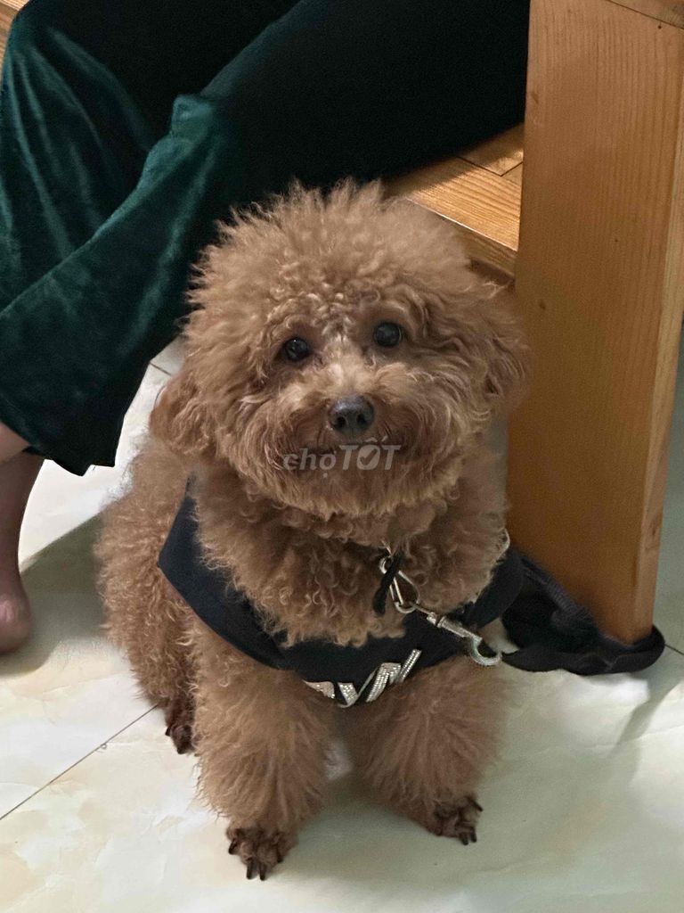 Đực , Poodle + Nâu + dưới 1 năm tuổi