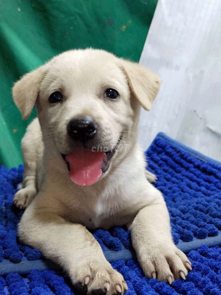 Chó Labrador lai đực màu trắng thông minh . Mua bán Chó tại Quận Bình Tân Tp Hồ Chí Minh được đăng bởi Nguyễn Hằng hình 1