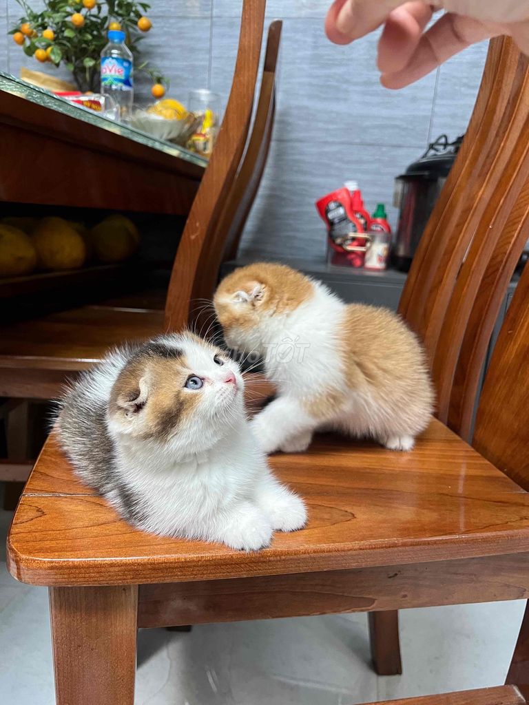 Mèo Anh lông ngắn tai cụp, tam thể đực, cái vàng. Mua bán Mèo tại Quận Tây Hồ Hà Nội được đăng bởi Huong Nguyen hình 1