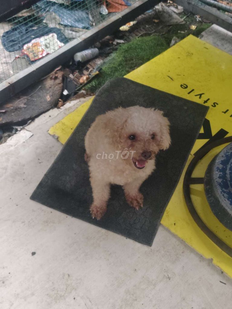 Chó cái đã đe + chó đực 2 con bán 2tr. Mua bán Chó tại Huyện Bình Chánh Tp Hồ Chí Minh được đăng bởi Cẩm phựơng Nguyễn thị hình 2