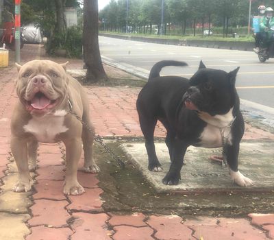 Chó Bully cái trưởng thành