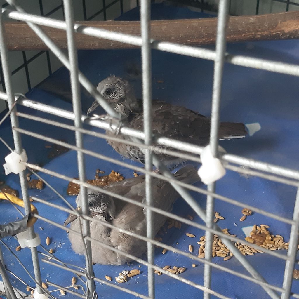 Chim cu đất non xám 1 cặp. Mua bán Chim tại Huyện Bình Chánh Tp Hồ Chí Minh được đăng bởi Son hình 1