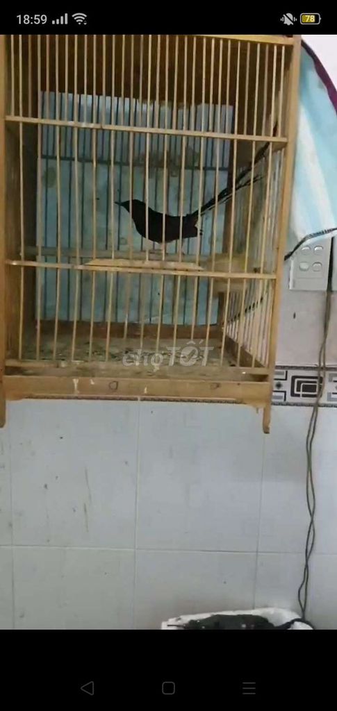 Chim Chích chòe Cam bản đuôi ngắn . Mua bán Chim tại Huyện Bình Chánh Tp Hồ Chí Minh được đăng bởi Tên chưa cung cấp hình 1