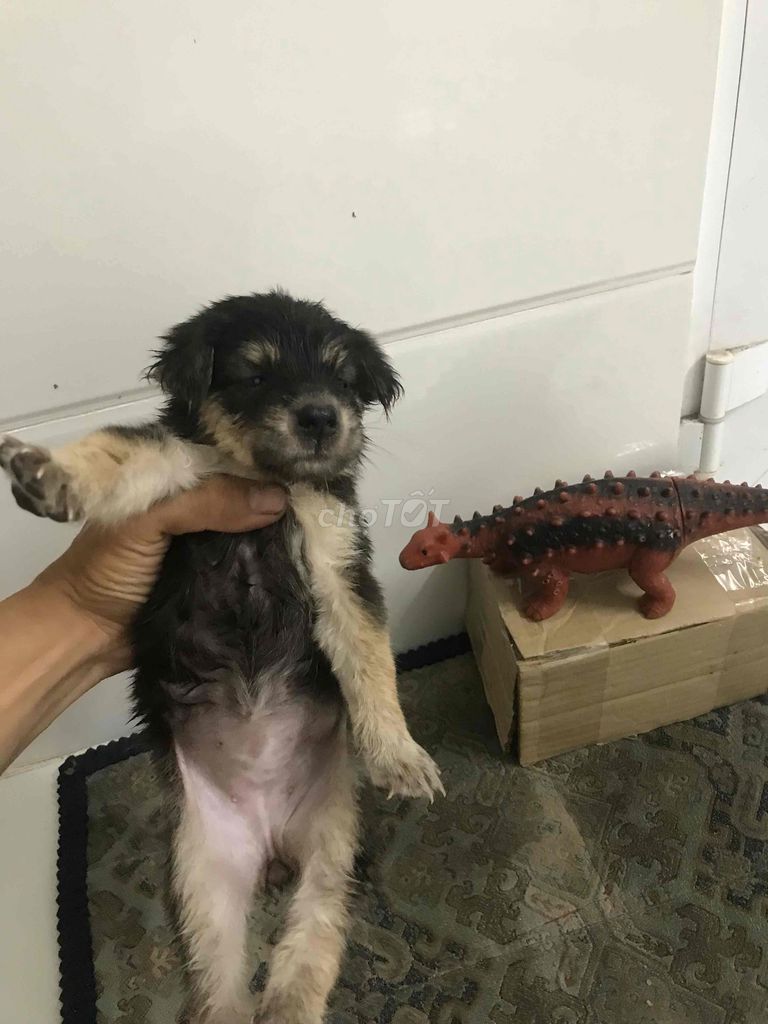 Chó Bắc Hà. Mua bán Chó tại Quận Cái Răng Cần Thơ được đăng bởi Trần Ngọc Linh hình 1