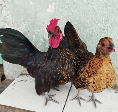 Cặp gà vẩy cá vàng. Mua bán Gà tại Quận Tân Phú Tp Hồ Chí Minh được đăng bởi Ly Tac