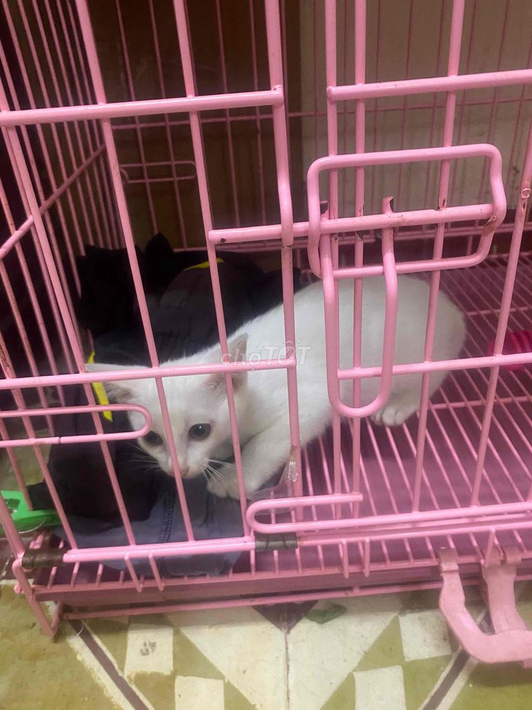 Mèo ta lai 3 tháng. Mua bán Mèo tại Quận Thanh Xuân Hà Nội được đăng bởi Cường hình 1