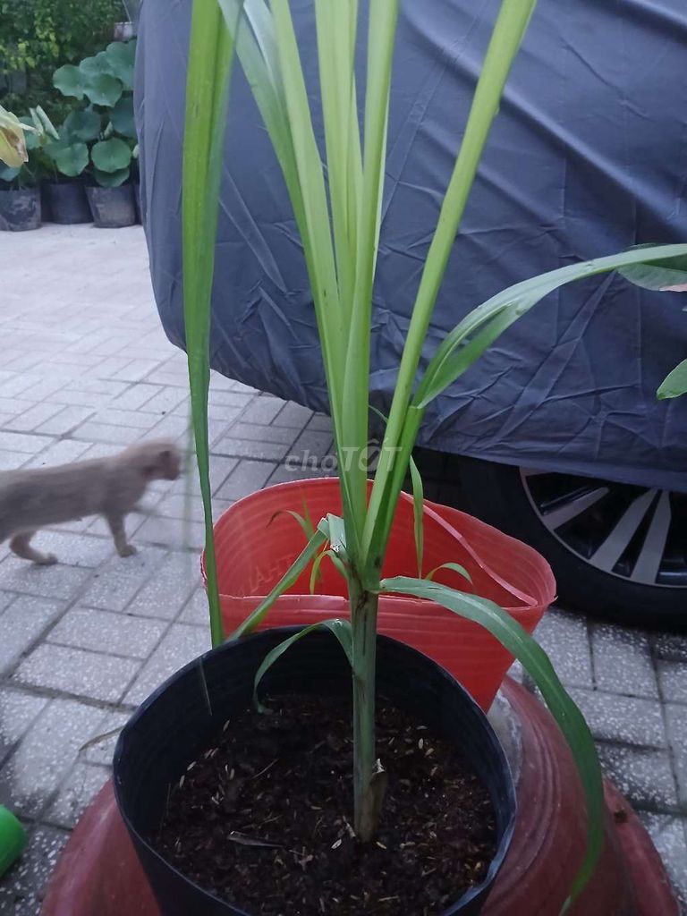 Cây cảnh Mía sọc Hawa Xanh dễ trồng. Mua bán Cây cảnh, đồ trang trí tại Quận Bình Thuỷ Cần Thơ được đăng bởi bước hình 1