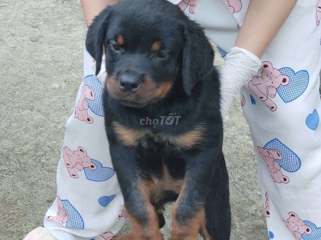 Cho rottweiler đực. Mua bán Chó tại Huyện Hóc Môn Tp Hồ Chí Minh được đăng bởi thuy tran hình 4