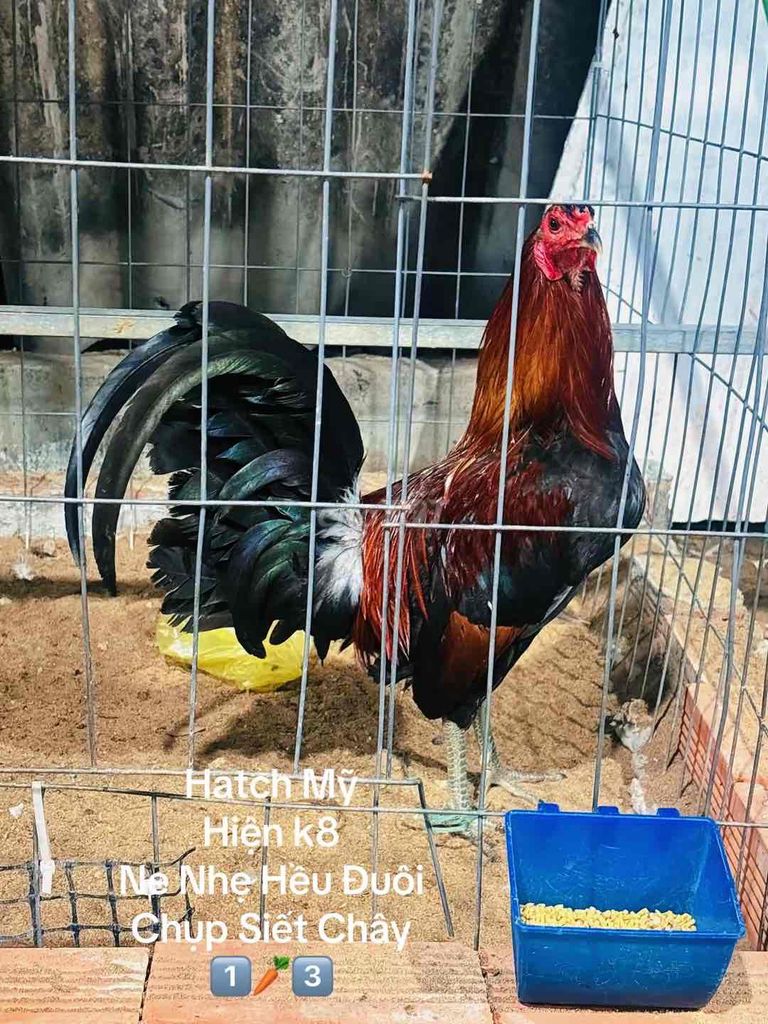 Hatch Mỹ k8 (Nọc Chuẩn Máu). Mua bán Gà tại Quận Gò Vấp Tp Hồ Chí Minh được đăng bởi Gà Lấu Gò Vấp hình 1