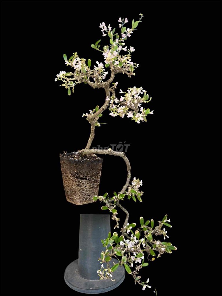 Linh sam hồng già cây siêng hoa. Mua bán Cây cảnh, đồ trang trí tại Quận Gò Vấp Tp Hồ Chí Minh được đăng bởi BonsaiGovap hình 1