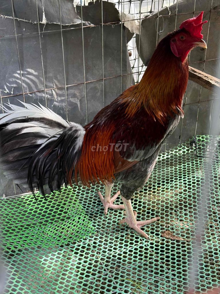 Xám tơ 3K6 trạng đá 3K8. Mua bán Gà tại Huyện Vị Thuỷ Hậu Giang được đăng bởi Gà Hội Đồng hình 1