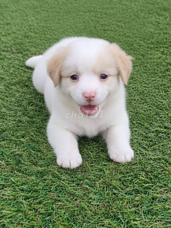 Chó Labrador f1 trắng 2 tháng siêu dễ thương. Mua bán Chó tại Quận Tân Bình Tp Hồ Chí Minh được đăng bởi Thi Thi hình 1