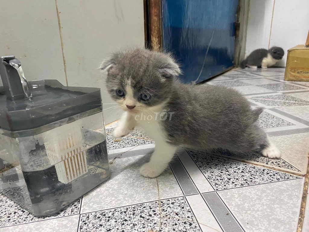 Mèo Munchkin 1 tháng Xám trắng. Mua bán Mèo tại Quận Tân Bình Tp Hồ Chí Minh được đăng bởi Buffalo Ugly hình 1