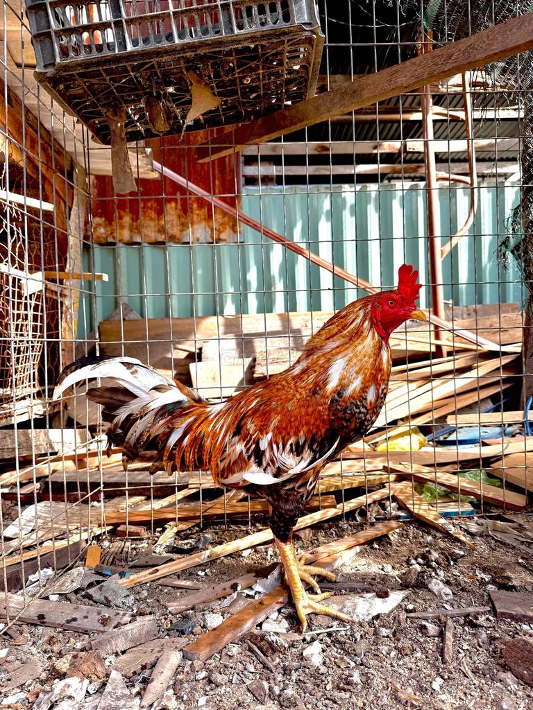 Gà chọi đực 3.2kg. Mua bán Gà tại Huyện Long Điền Bà Rịa - Vũng Tàu được đăng bởi vũ hình 1