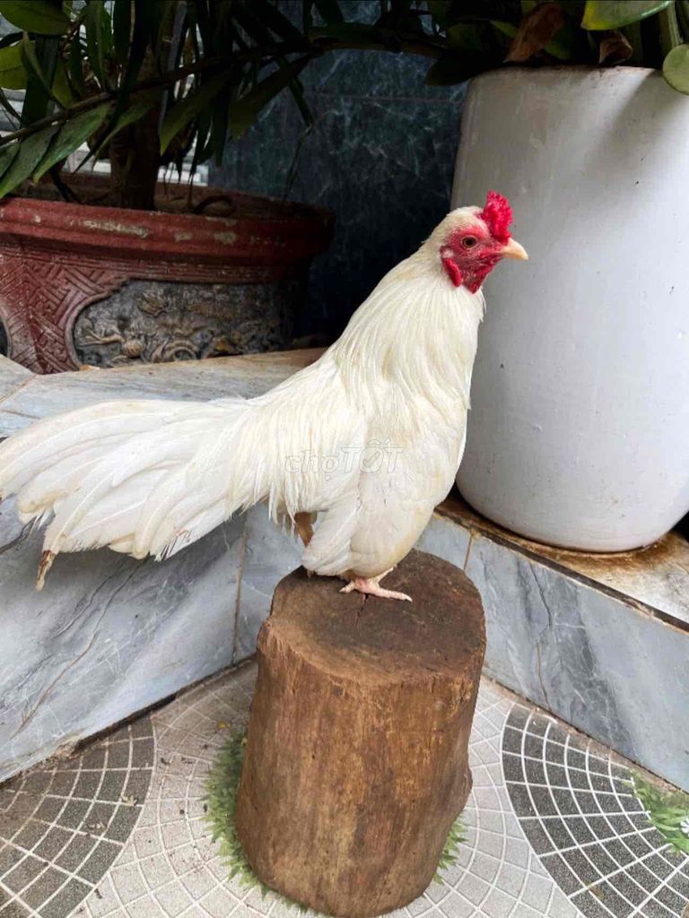Gà tre trống nhạn mái vàng mơ. Mua bán Gà tại Thành phố Buôn Ma Thuột Đắk Lắk được đăng bởi Phi em hình 1