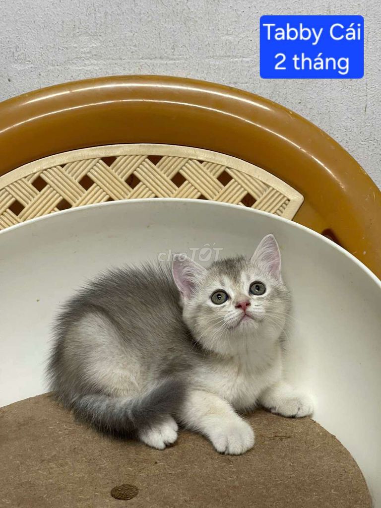 Mèo Anh lông ngắn Tabby 2 tháng. Mua bán Mèo tại Quận 3 Tp Hồ Chí Minh được đăng bởi Nguyễn thị thanh thủy hình 1