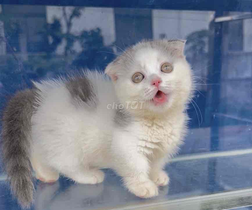 Cái Lùn Cụp. Mua bán Mèo tại Quận 11 Tp Hồ Chí Minh được đăng bởi thuỷ tiên hình 1