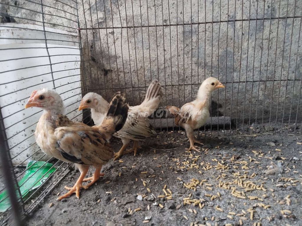 Gà tre cả hai mini nhiều màu. Mua bán Gà tại Quận 5 Tp Hồ Chí Minh được đăng bởi Phạm minh duc hình 1