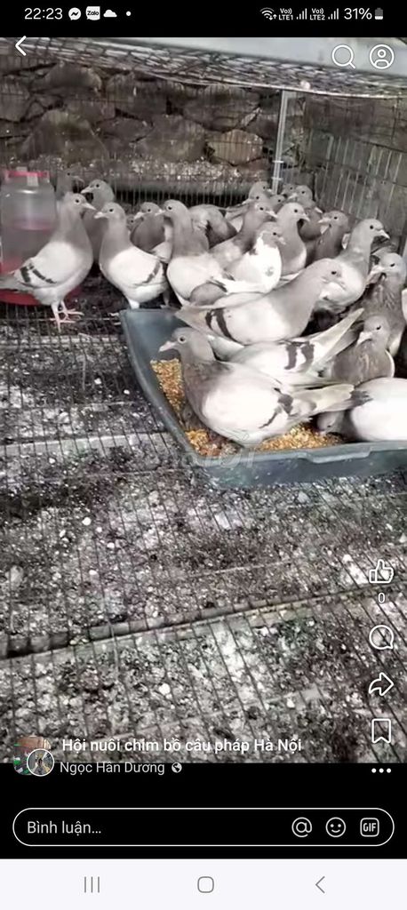 Bồ câu Pháp sắp đẻ Xám trắng. Mua bán Chim tại Quận Long Biên Hà Nội được đăng bởi tổng kho gia dụng  hình 1