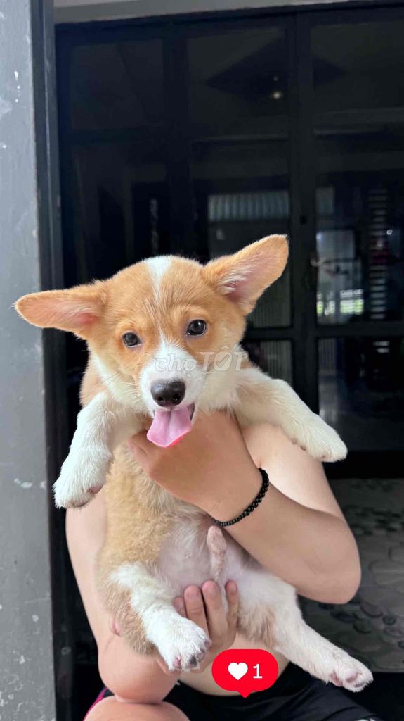 Chó Corgi Đực 2 tháng Nâu trắng. Mua bán Chó tại Huyện Bình Chánh Tp Hồ Chí Minh được đăng bởi Thúy Nguyễn hình 1