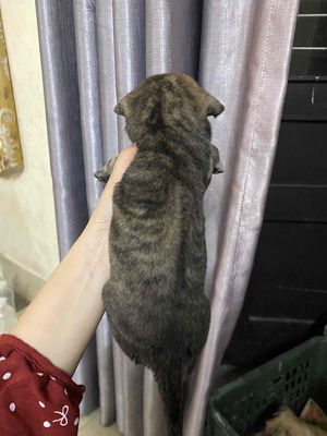 Chó Phú Quốc con non