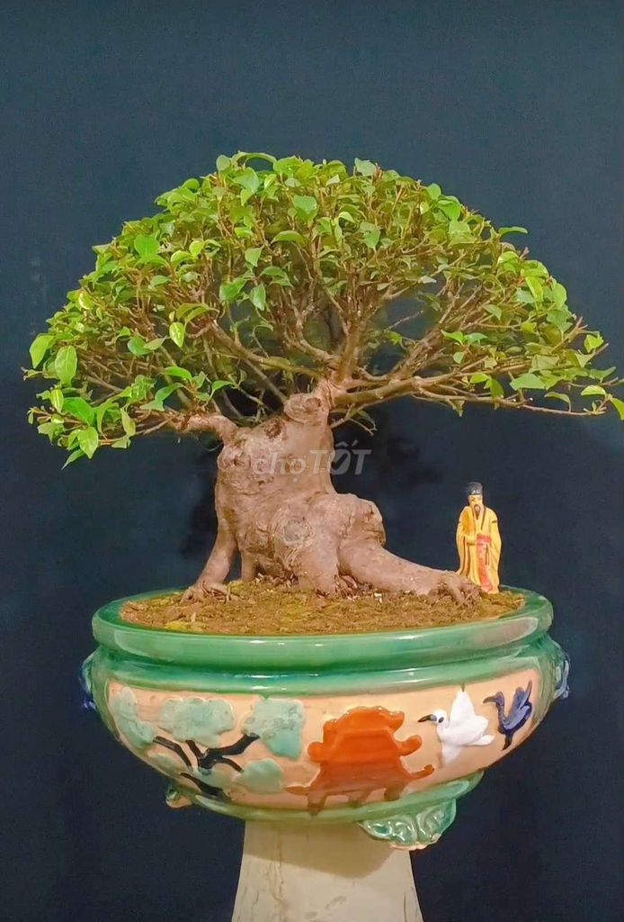 Cây Sung bonsai cao 40cm