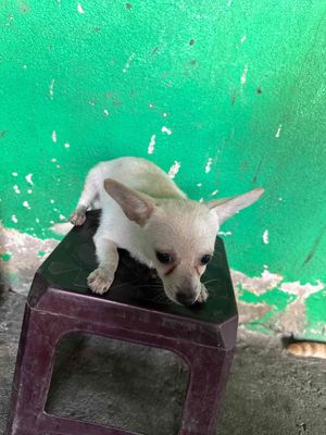 cần gã bé chihuahua lai phóc sóc. Mua bán Chó tại Quận 7 Tp Hồ Chí Minh được đăng bởi Hoàng phúc
