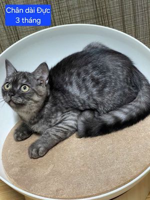 Mèo anh lông ngắn 3 tháng siêu đẹp.. Mua bán Mèo tại Quận 3 Tp Hồ Chí Minh được đăng bởi Nguyễn thị thanh thủy hình 1