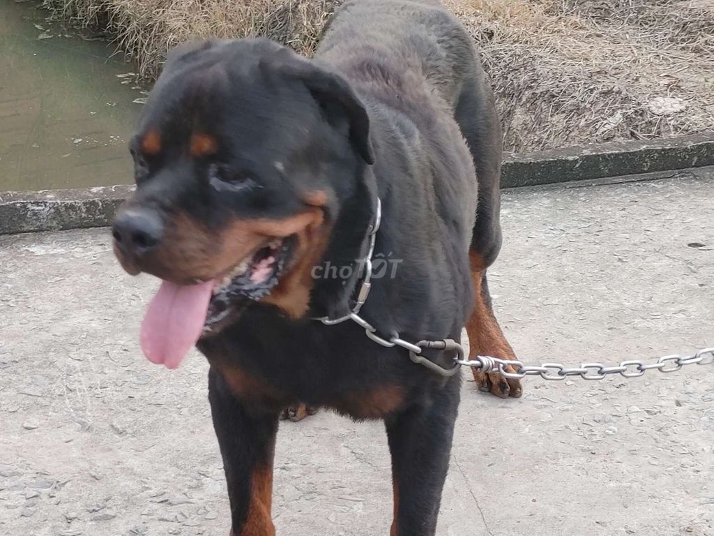Chó Rottweiler Đực Thuần chủng. Mua bán Chó tại Thành phố Vũng Tàu Bà Rịa - Vũng Tàu được đăng bởi Nhân Rottweiler  hình 4