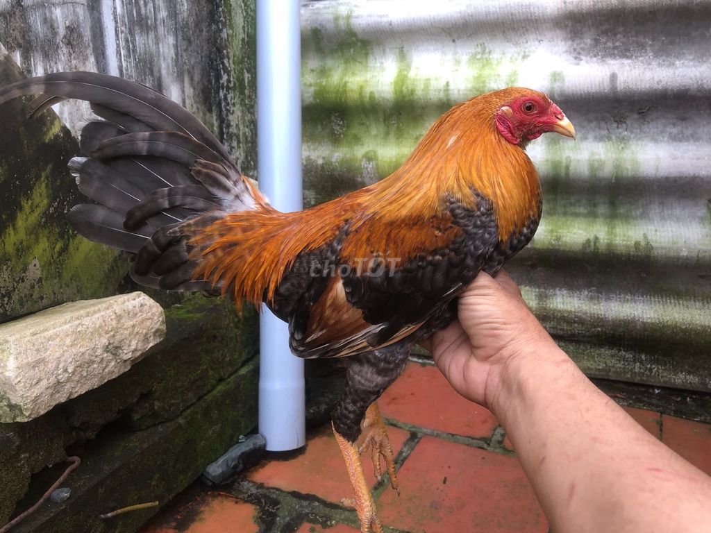 Gà chọi Đỏ Đen 1.3kg Đực. Mua bán Gà tại Thành phố Cao Lãnh Đồng Tháp được đăng bởi minhnguyen09 hình 1