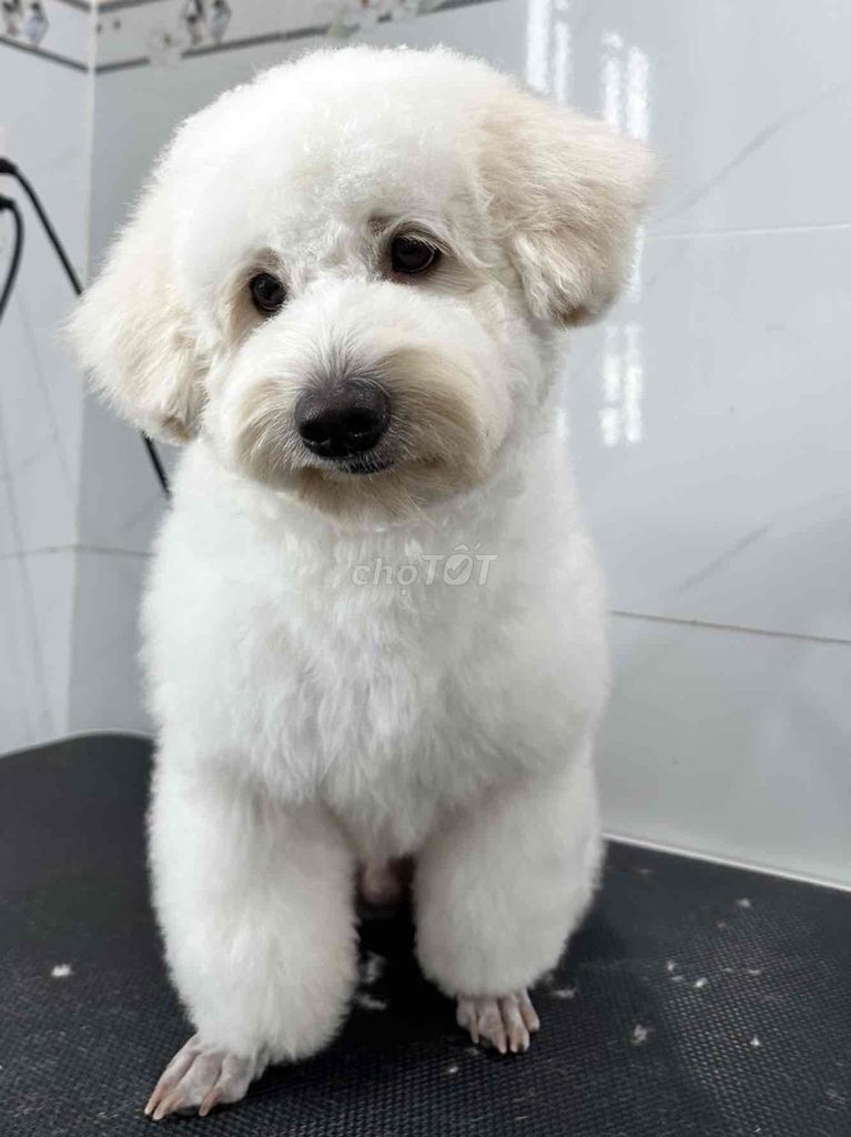 Chó Poodle đực 8kg 11 tháng màu Trắng. Mua bán Chó tại Thành phố Thủ Đức Tp Hồ Chí Minh được đăng bởi Mid hình 1