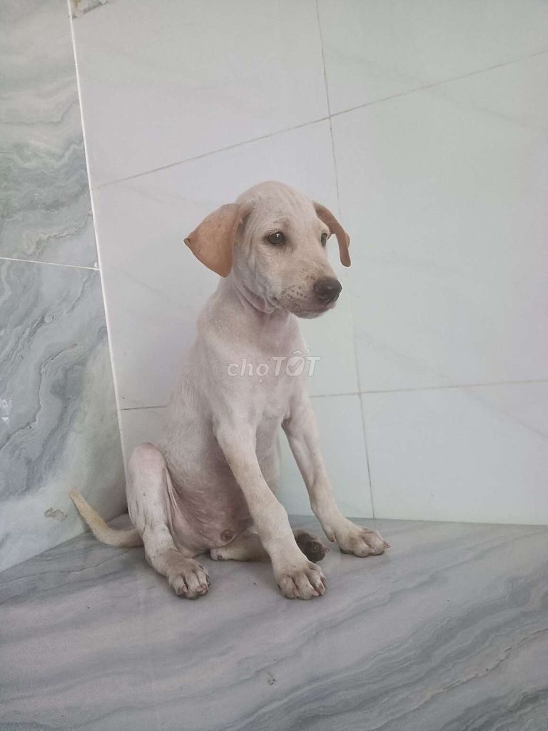 Chó Labrador F1 Đực Trắng 2 tháng thông minh . Mua bán Chó tại Quận 6 Tp Hồ Chí Minh được đăng bởi Tăng Chí Lương  hình 1