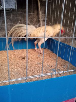 Gà thái mỹ trong ruộng mới bắt ra 2k7