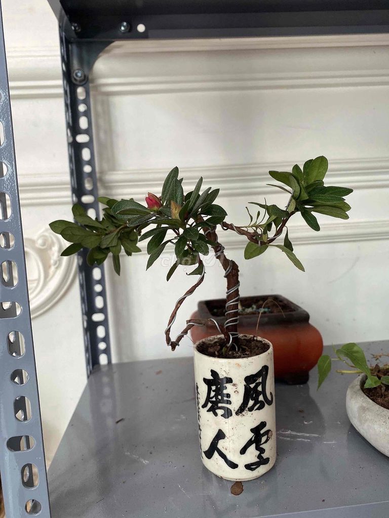 cây bonsai, cây để bàn làm việc, cây hoa trà.