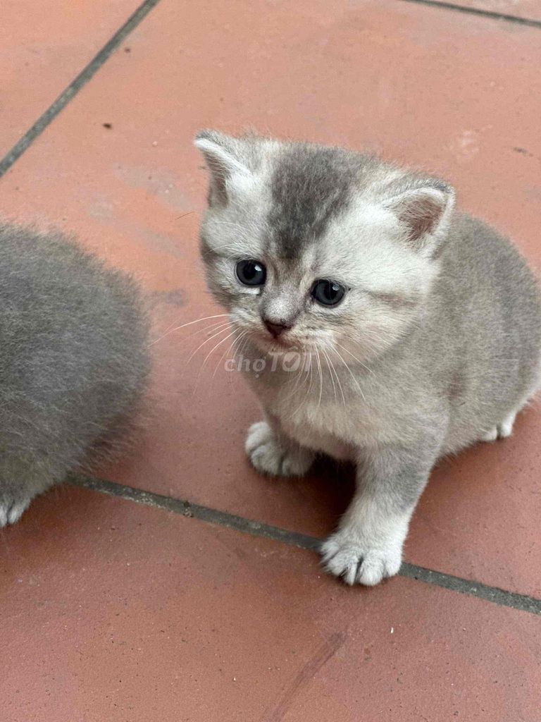 Mèo Anh lông ngắn Xám. Mua bán Mèo tại Huyện Thường Tín Hà Nội được đăng bởi Bi Bi hình 1