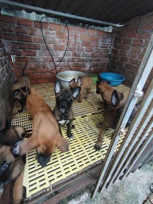 Chó Malinois con cả hai. Mua bán Chó tại Thị xã Bến Cát Bình Dương được đăng bởi Pham Viet Chien