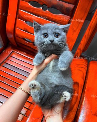 Mèo Anh lông ngắn thuần chủng Cái