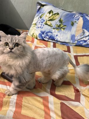 Có kèm chuồng máng cát balo thức ăn. Mua bán Mèo tại Quận Tân Bình Tp Hồ Chí Minh được đăng bởi Bin Bin