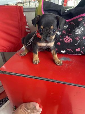 Cún con Chihuahua đen vàng lanh lợi