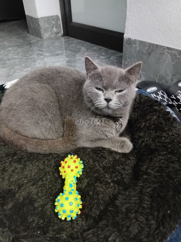 Mèo ALN cái hơn 1 tuổi xám. Mua bán Mèo tại Huyện Kim Thành Hải Dương được đăng bởi Huy Lê Phước hình 1