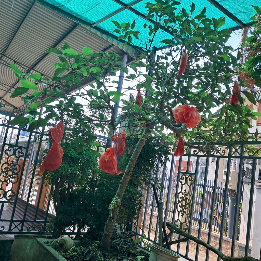 cây  sanh. súng.bô đê. Mua bán Cây cảnh, đồ trang trí tại Huyện Thống Nhất Đồng Nai được đăng bởi Tân  hình 1